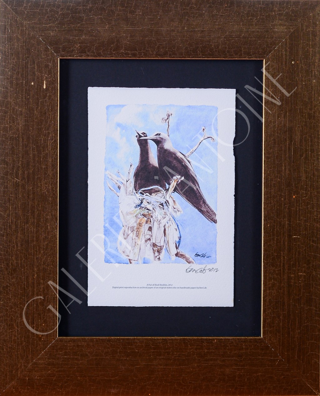 A Pait of Black&nbsp;Noddies